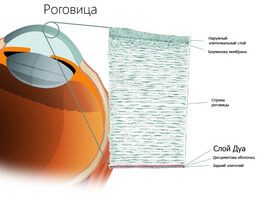 Строение роговицы глаза