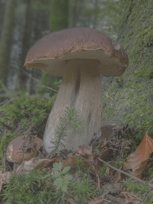 Зрение при катаракте