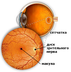 Сетчатка, макула, зрительный нерв