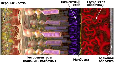 Структура сечатки Структура сетчатки