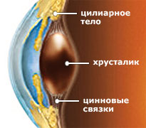 Ложная близорукость. Спазм аккомодации Ложная близорукость. Спазм аккомодации